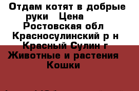 Отдам котят в добрые руки › Цена ­ 10 - Ростовская обл., Красносулинский р-н, Красный Сулин г. Животные и растения » Кошки   